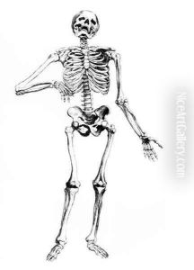 Human Skeleton by Andreas Vesalius
