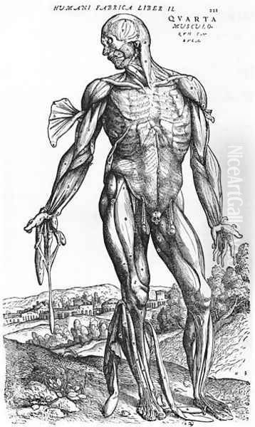 Anatomical Study, illustration from De Humani Corporis Fabrica by Andreas Vesalius 1514-64 Basel, 1543 - view 1