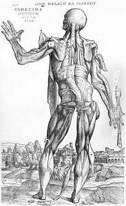 Anatomical Study, illustration from De Humani Corporis Fabric by Andreas Vesalius 1514-64 Basel, 1543 by Andreas Vesalius