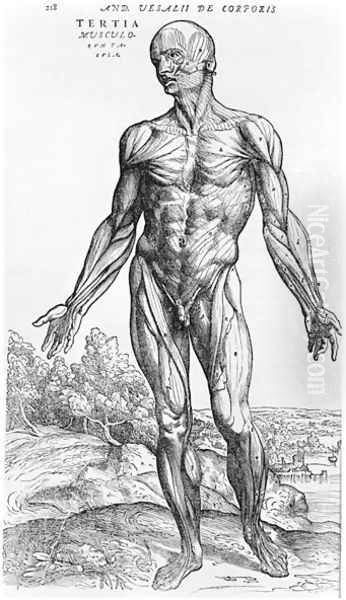 Anatomical Study, illustration from De Humani Corporis Fabrica by Andreas Vesalius 1514-64 Basel, 1543 3 - view 1