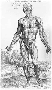 Anatomical Study, illustration from De Humani Corporis Fabrica by Andreas Vesalius 1514-64 Basel, 1543 3 by Andreas Vesalius