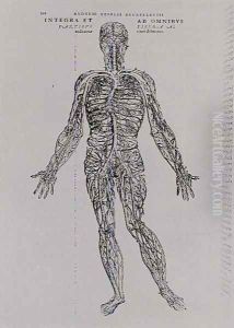 Veins and Arteries system by Andreas Vesalius