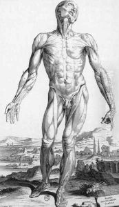 Anatomy 1543 by Andreas Vesalius