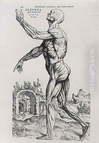 Musculature Structure of a Man - view 1