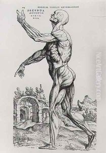 Musculature Structure of a Man by Andreas Vesalius