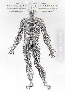 Nervous System by Andreas Vesalius