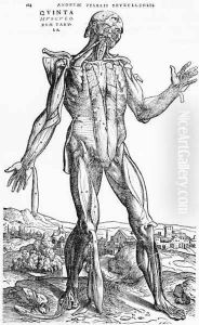 Anatomical Study, illustration from De Humani Corporis Fabrica by Andreas Vesalius 1514-64 Basel, 1543 2 by Andreas Vesalius