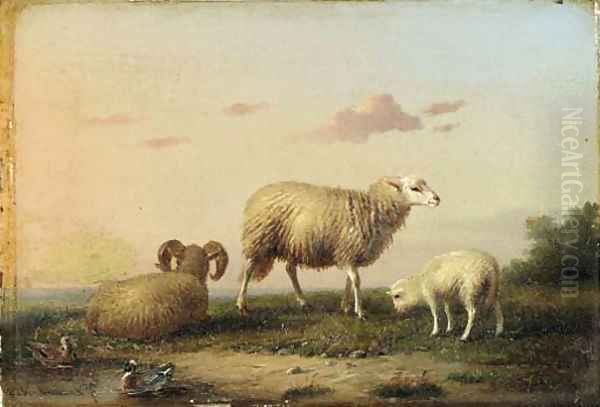 A family of sheep - view 1