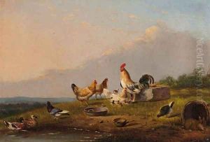 Poultry in a meadow