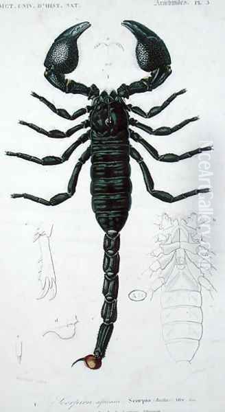 African Scorpion - view 1