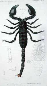 African Scorpion