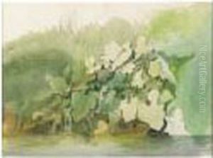 Plant Studies: A Double-sided Watercolor by Edward Duncan