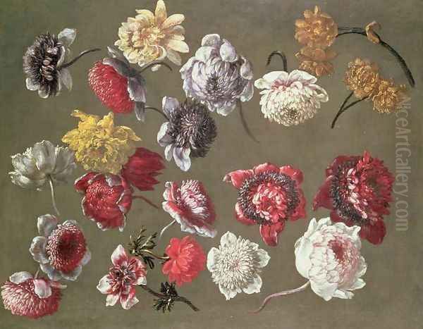 A Study of Peonies - view 1