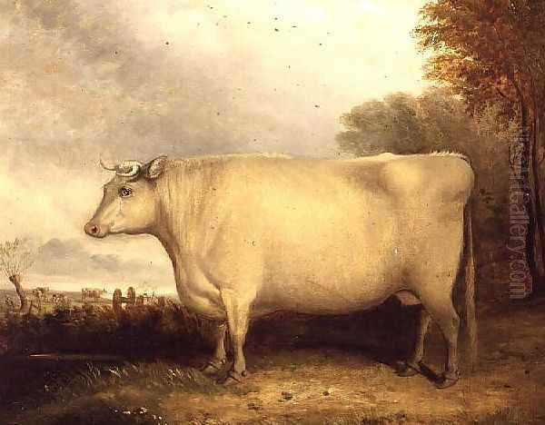 White, Short-horned Cow in a Landscape - view 1