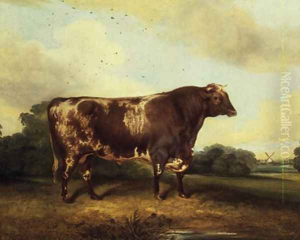 Brown and White Bull in Landscape - view 1