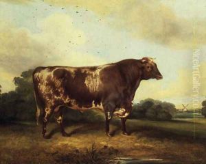 Brown and White Bull in Landscape by John Vine