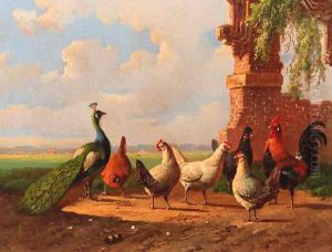 Poultry by ruined walls