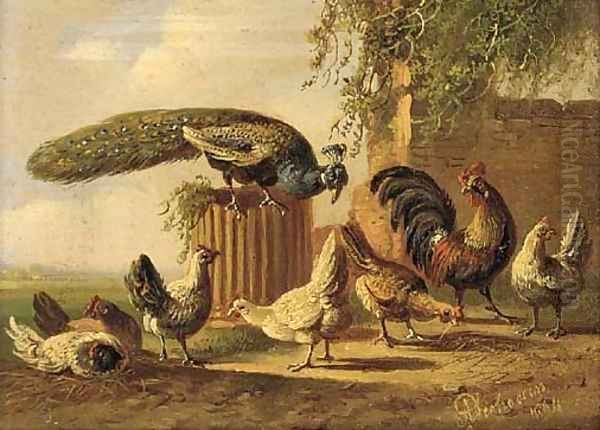 A peacock and poultry in a farmyard - view 1