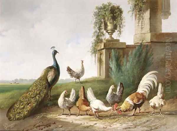 Poultry and a peacock in a meadow - view 1