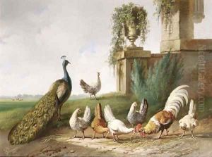 Poultry and a peacock in a meadow