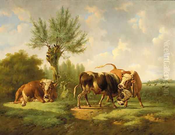 Bulls fighting - view 1