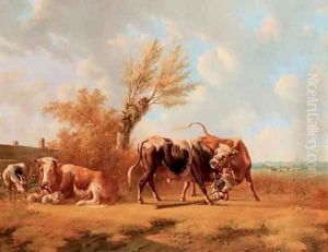 Fighting bulls