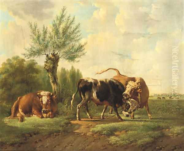 Fighting bulls 2 - view 1