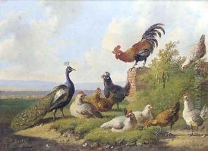 A peacock and poultry in a sunny meadow