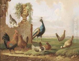Poultry and a peacock by a ruin by Albertus Verhoesen