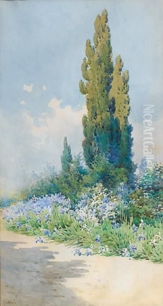 Cyprus Trees - view 1