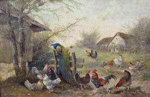 Huhnerhof Mit Einem Pfau