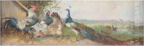Peacock And Chickens - view 1