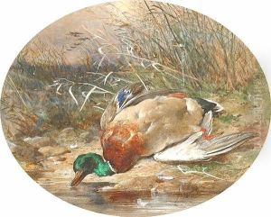 Mallard On A Riverbank by James Jnr Hardy