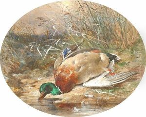 Mallard On A Riverbank. by James Jnr Hardy