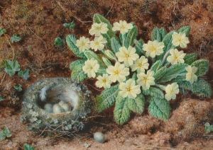 A Still Life With A Bird's Nest And Primroses by William B. Hough