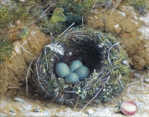 Hedge-sparrowsnest, With Four Eggs On A Ivy Covered Bank