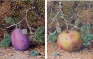 Still Life Of A Plum; Still Life Of An Apple