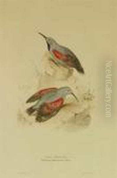 Wall Creeper - view 1