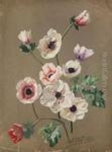 Fleurs Des Champs