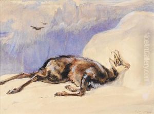 A Chamois In The Tyrol