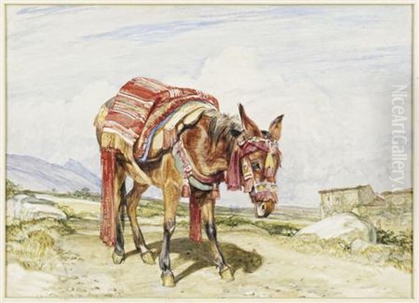 A Spanish Mule - view 1