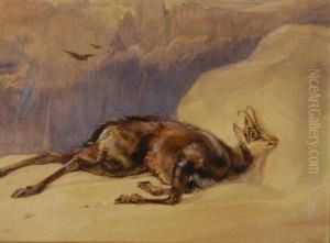 A Chamois On A Rocky Crag