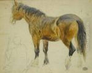 Study Of A Horse by John Frederick Lewis