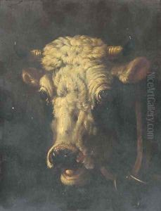Studies of cattle