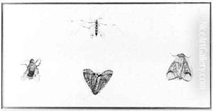A Buff-tip Moth