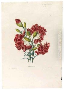 Carnation thumbnail