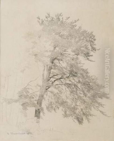 Etude D'arbre. - view 1