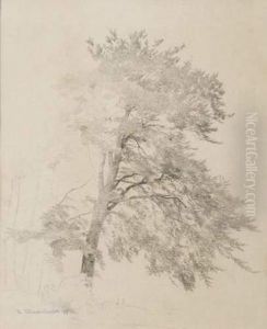 Etude D'arbre. Etude D'arbre.
