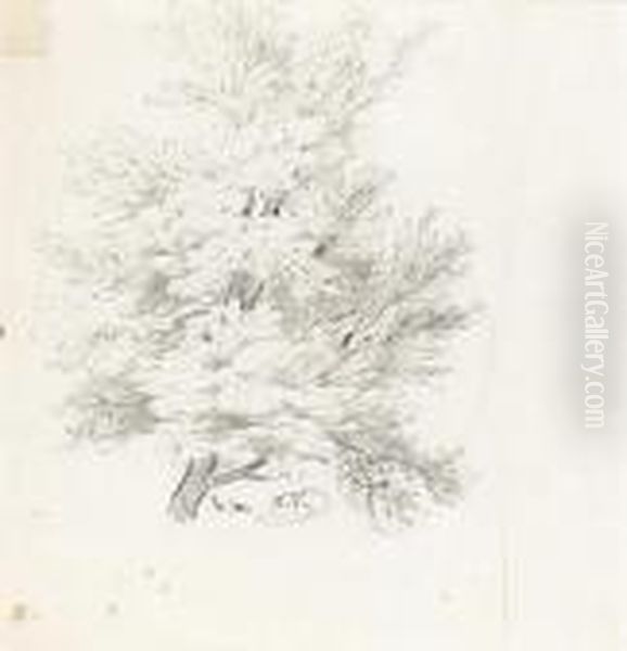 Studies Of Trees; A Double-sided Drawing - view 1