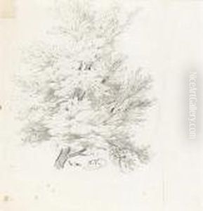 Studies Of Trees; A Double-sided Drawing by Ivan Shishkin